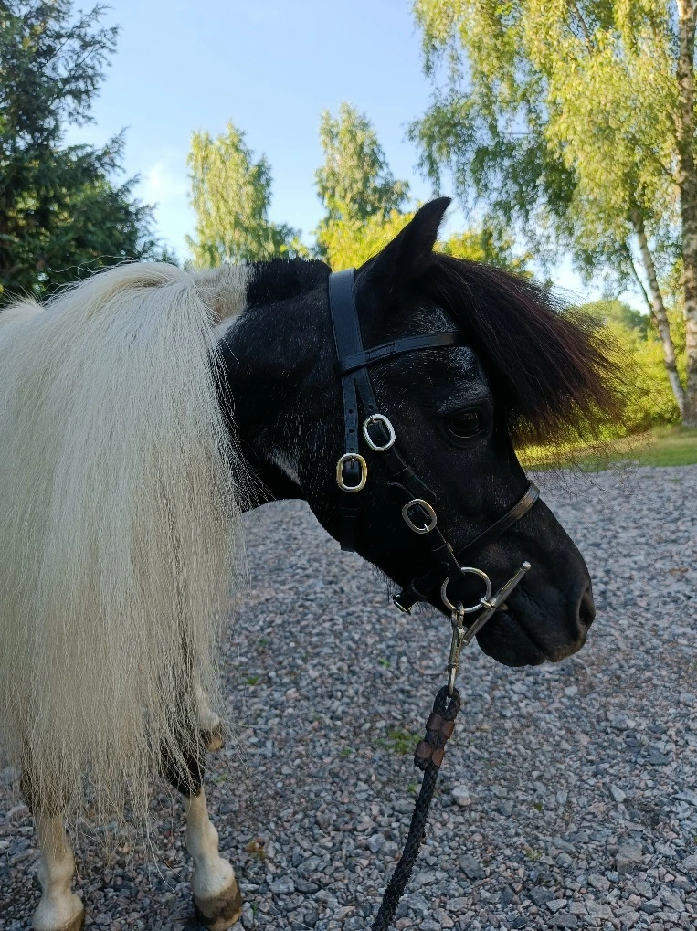 horses